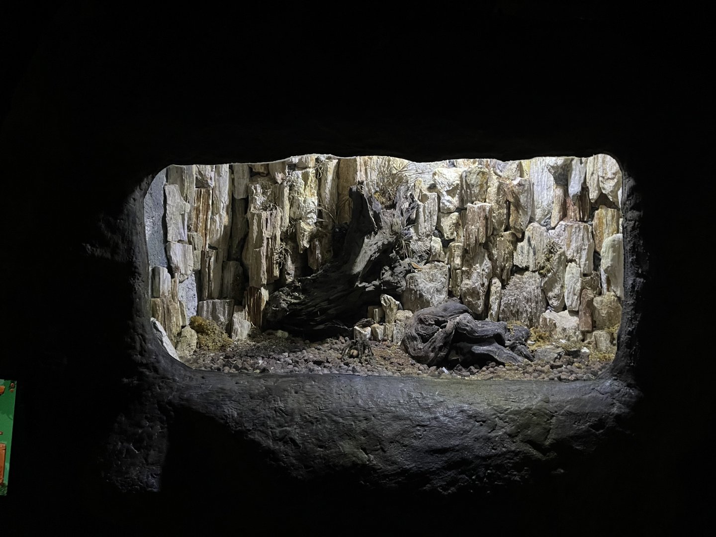 goliath birdeater (theraphosa blondi) exhibit - BX Sea