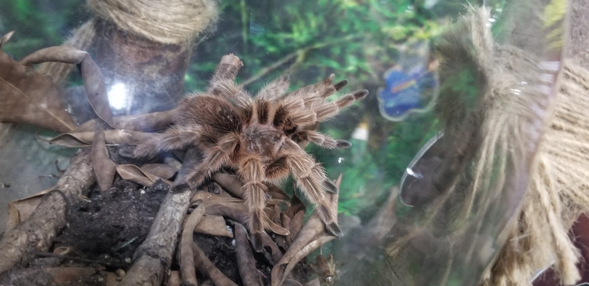 Goliath Birdeater