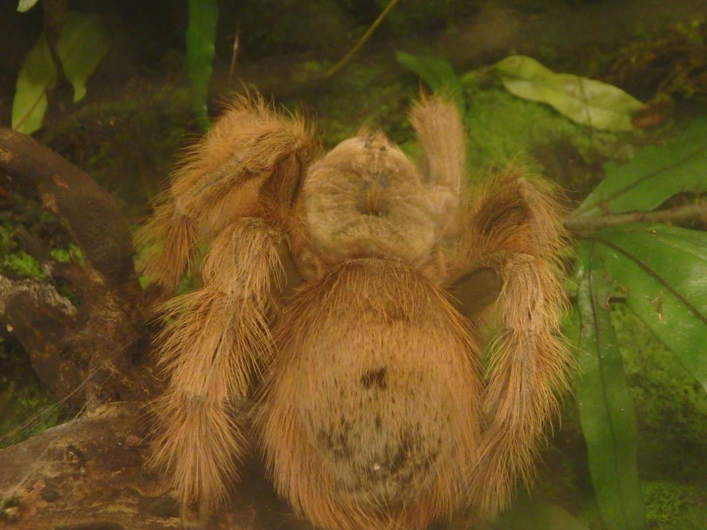 Goliath birdeating spider
