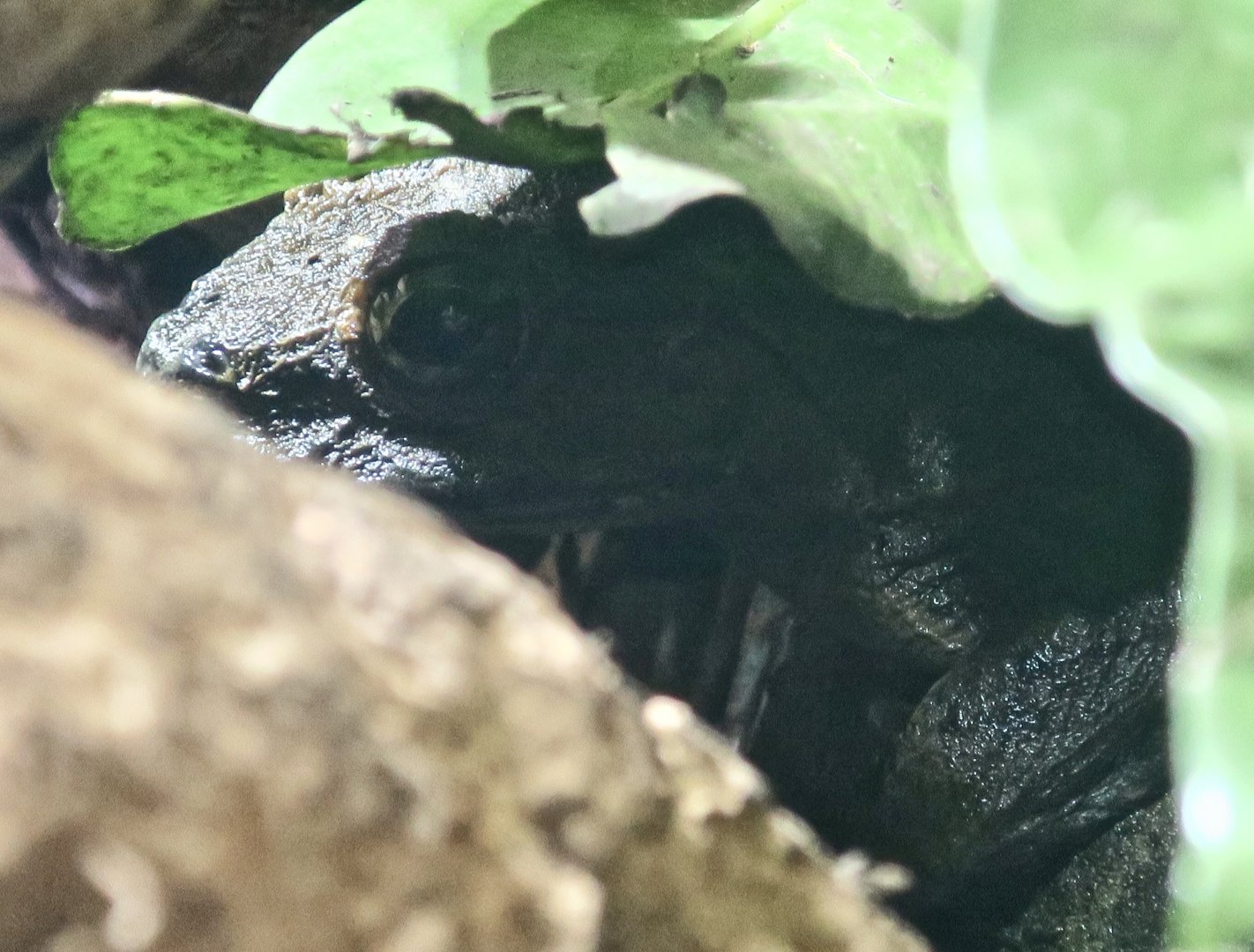 Goliath Frog (Conraua goliath) - KawaZoo