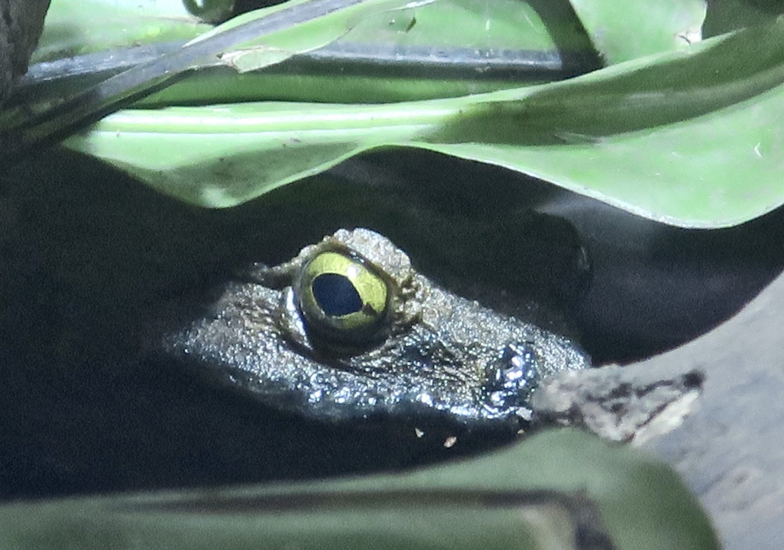 Goliath Frog (Conraua goliath) - KawaZoo