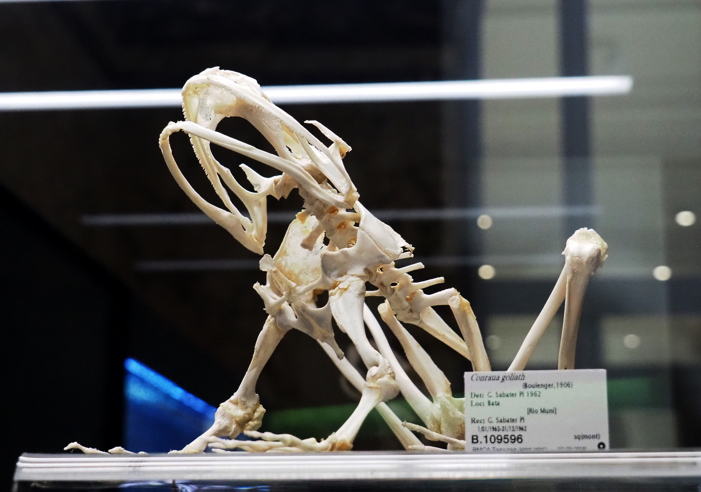 Goliath frog (Conraua goliath) skeleton, 2021-10-20