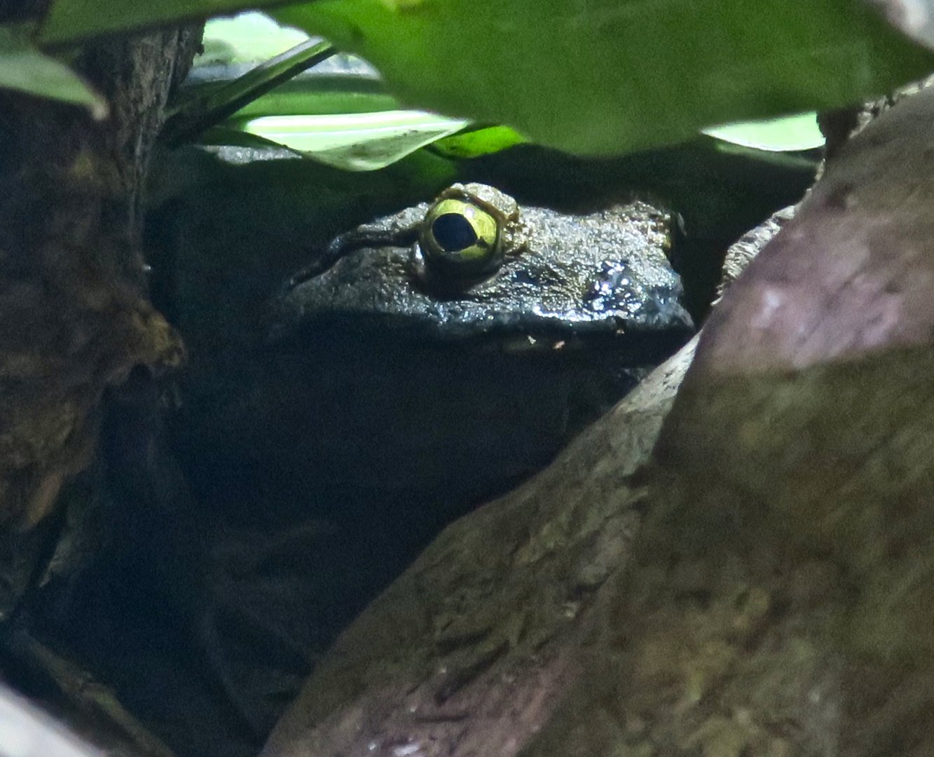 Goliath Frog (Conraua goliath)