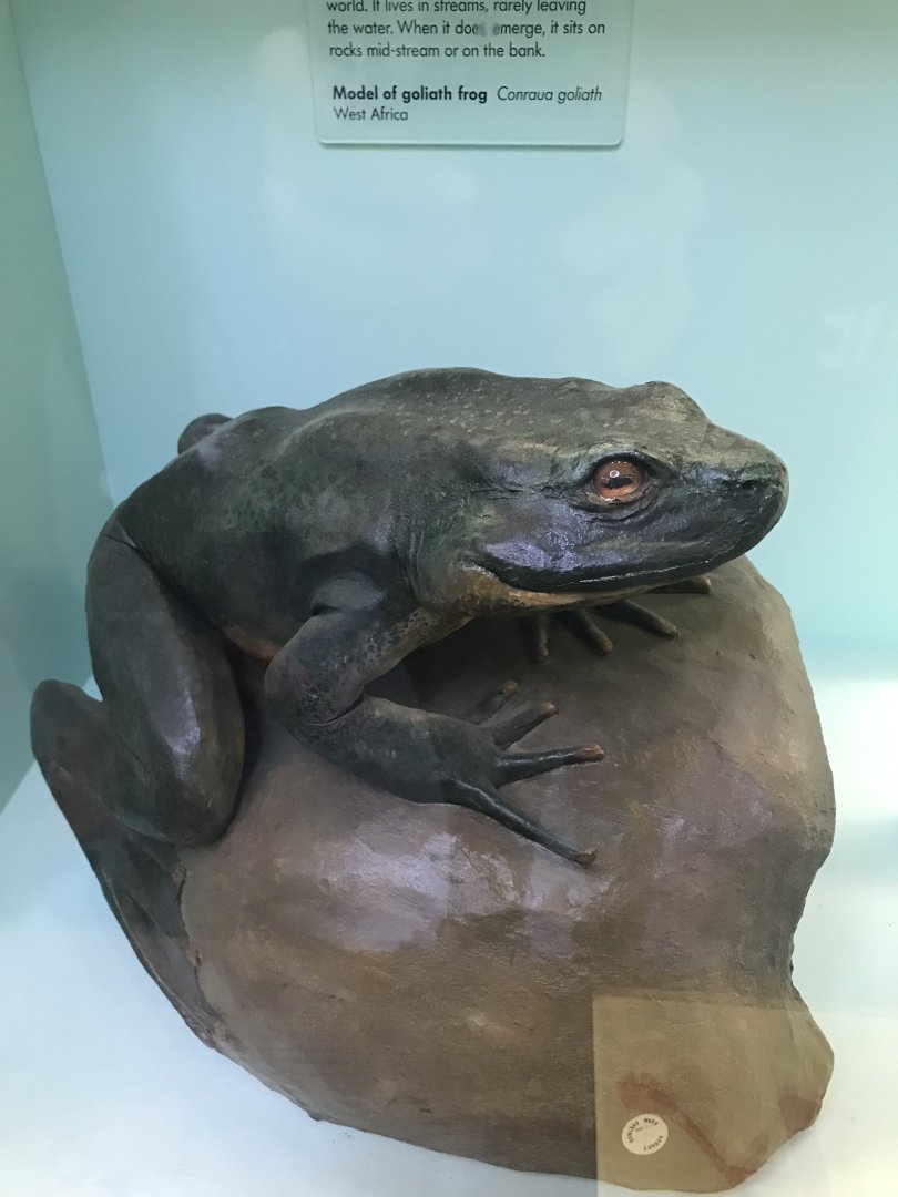 Goliath frog