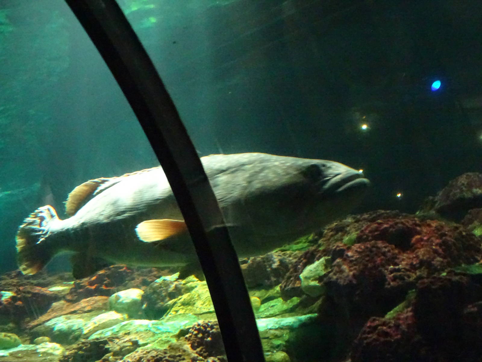 Goliath Grouper (?) at SeaWorld Orlando