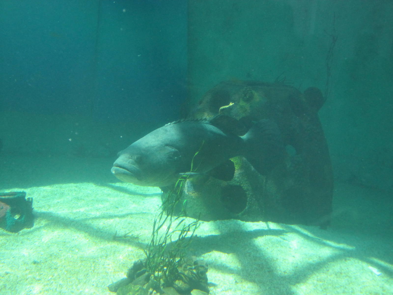 Goliath Grouper