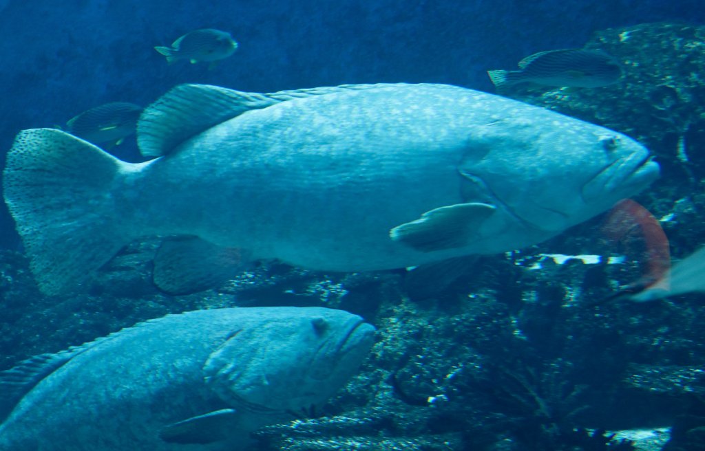 Goliath Grouper
