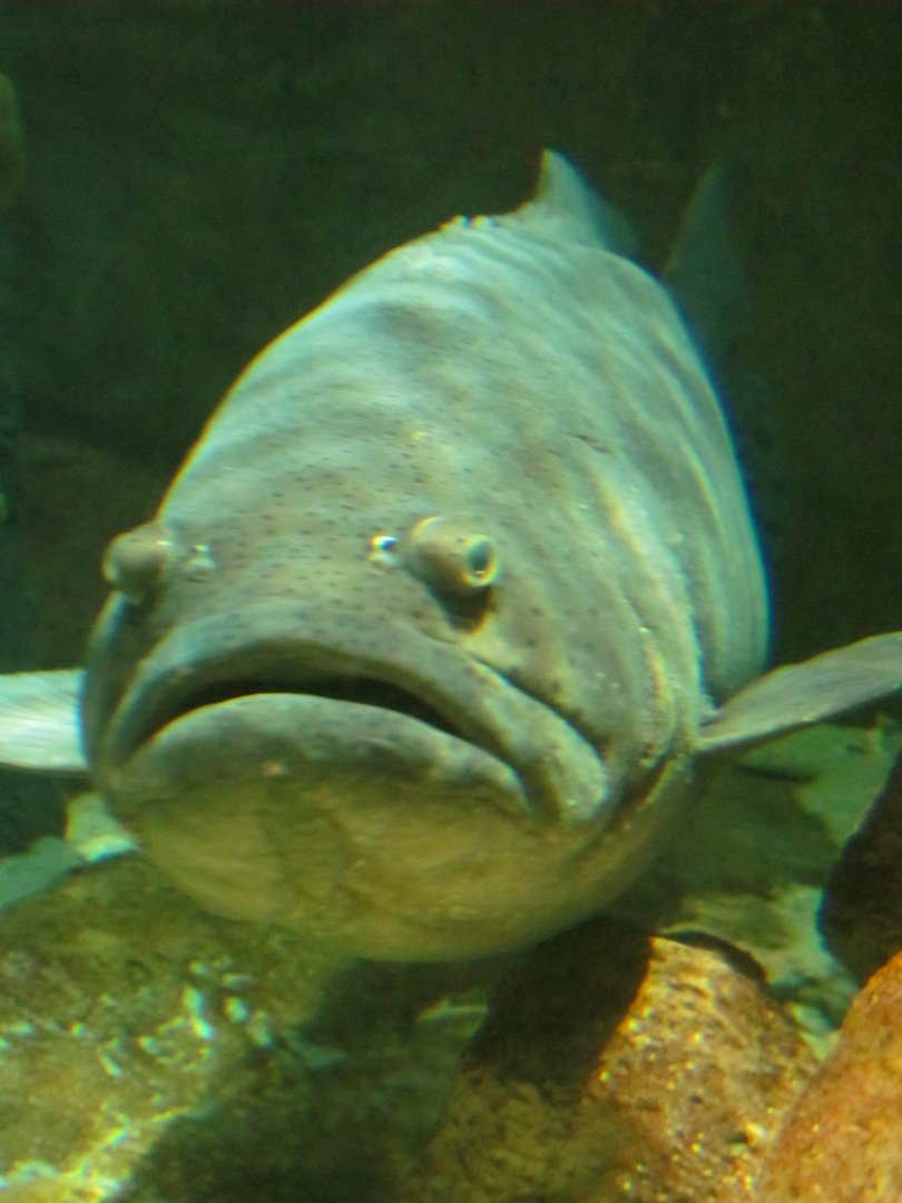 Goliath Grouper