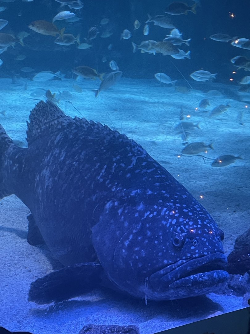 Goliath Grouper