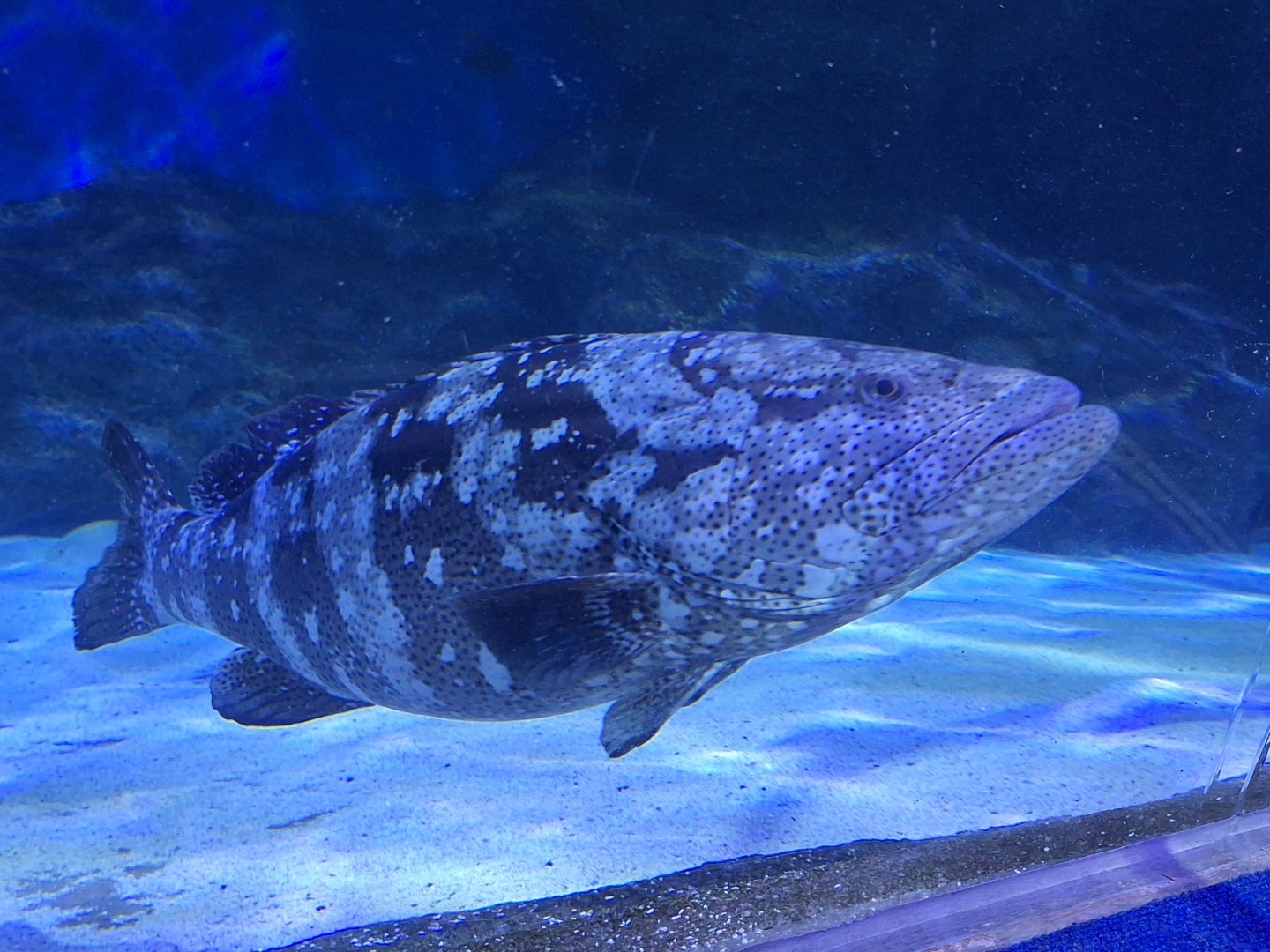 Goliath Grouper
