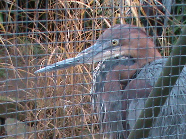goliath heron 041211