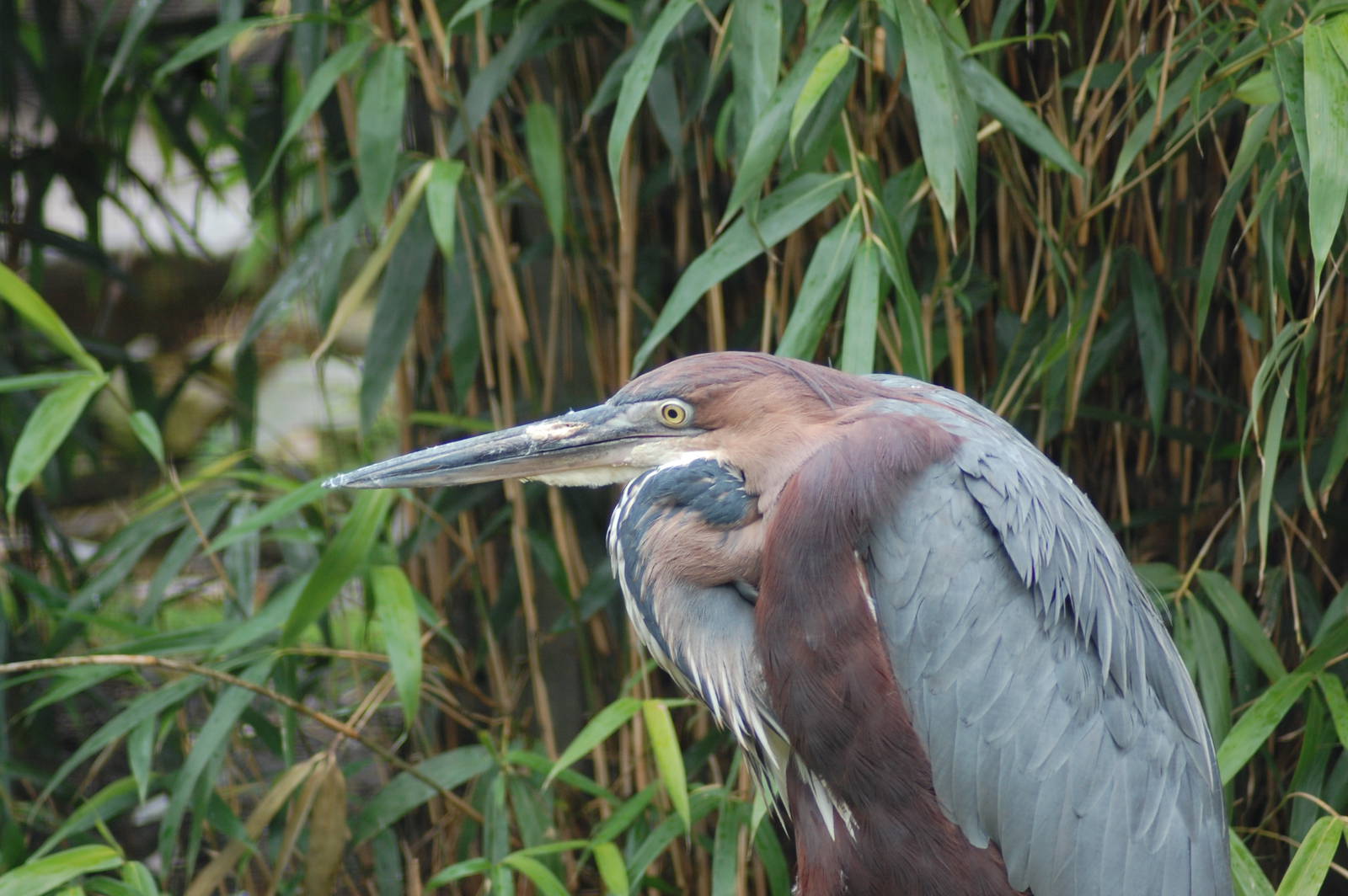 Goliath Heron 27-08-2011