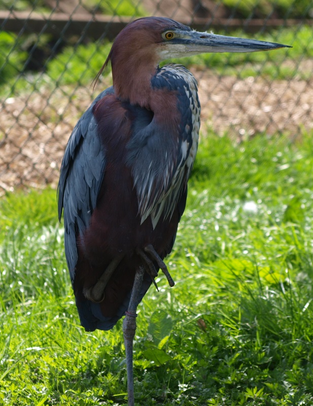 Goliath heron (April 19th, 2015)