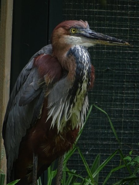 Goliath heron (Ardea goliath) (07/22)