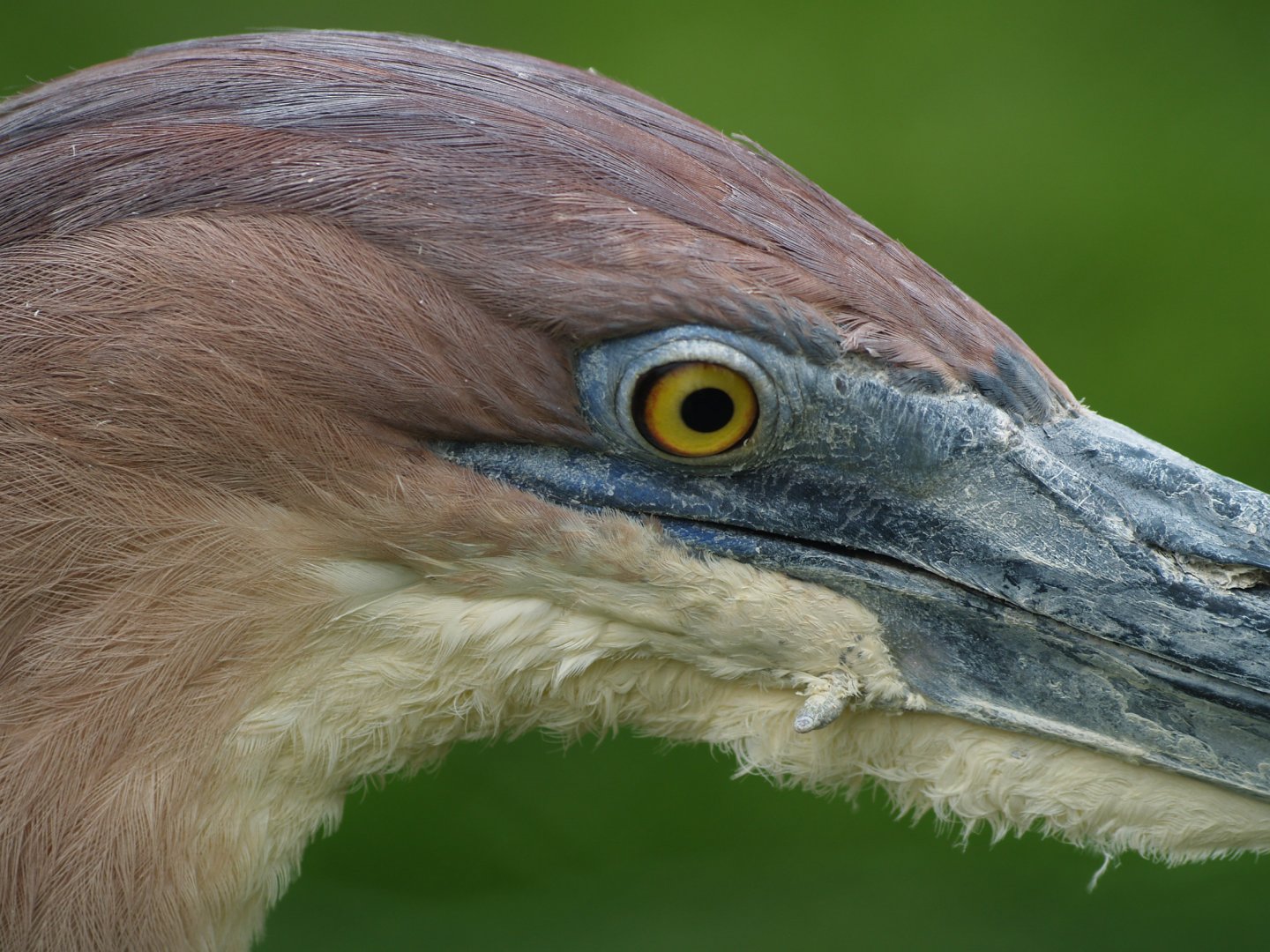 Goliath heron (Ardea goliath), 2014-03-30