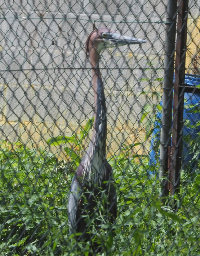 Goliath heron (Ardea goliath) 2020-06-20
