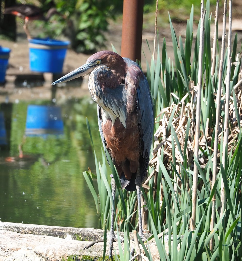 Goliath heron (Ardea goliath), 2023-04-30