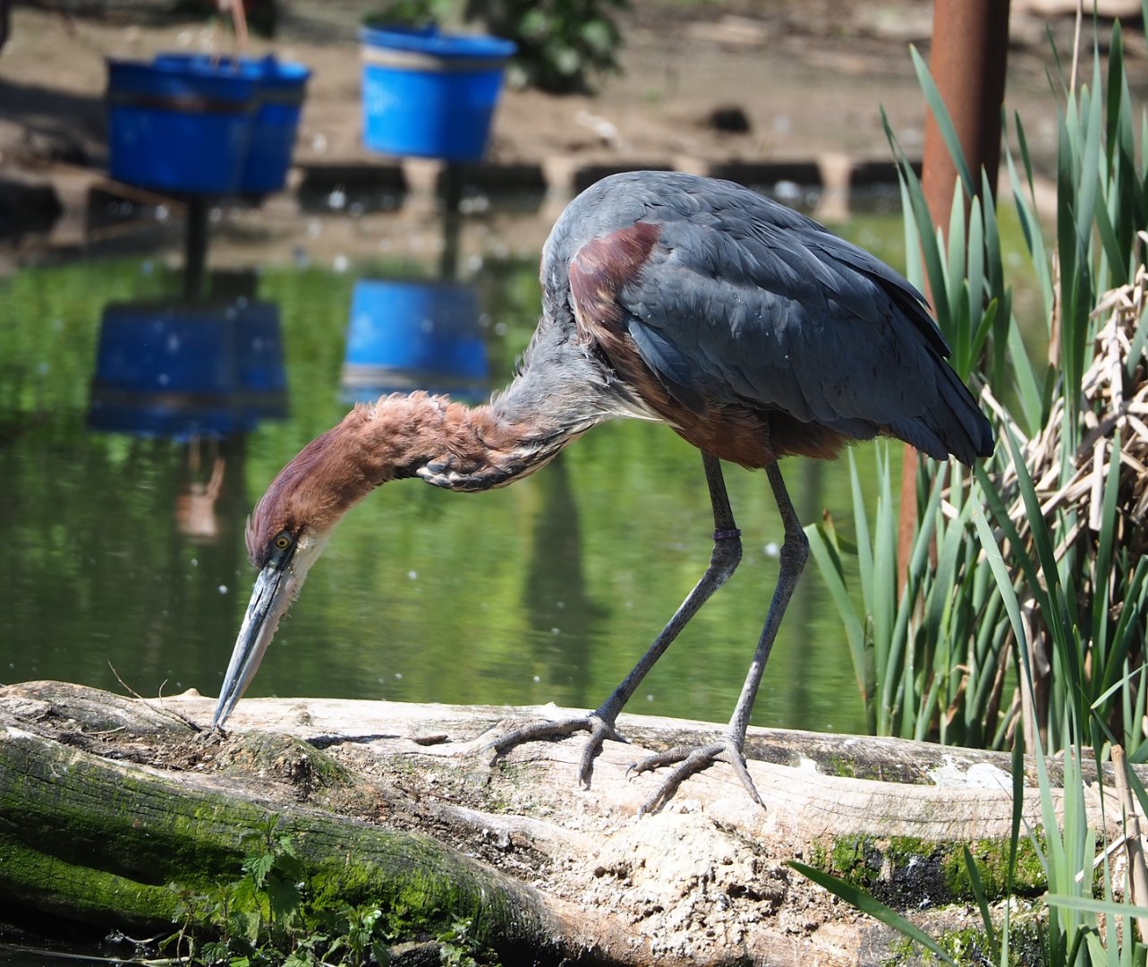 Goliath heron (Ardea goliath), 2023-04-30