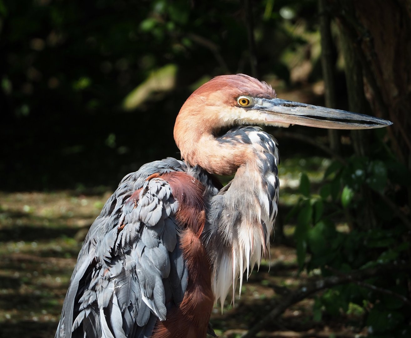 Goliath heron (Ardea goliath), 2023-04-30