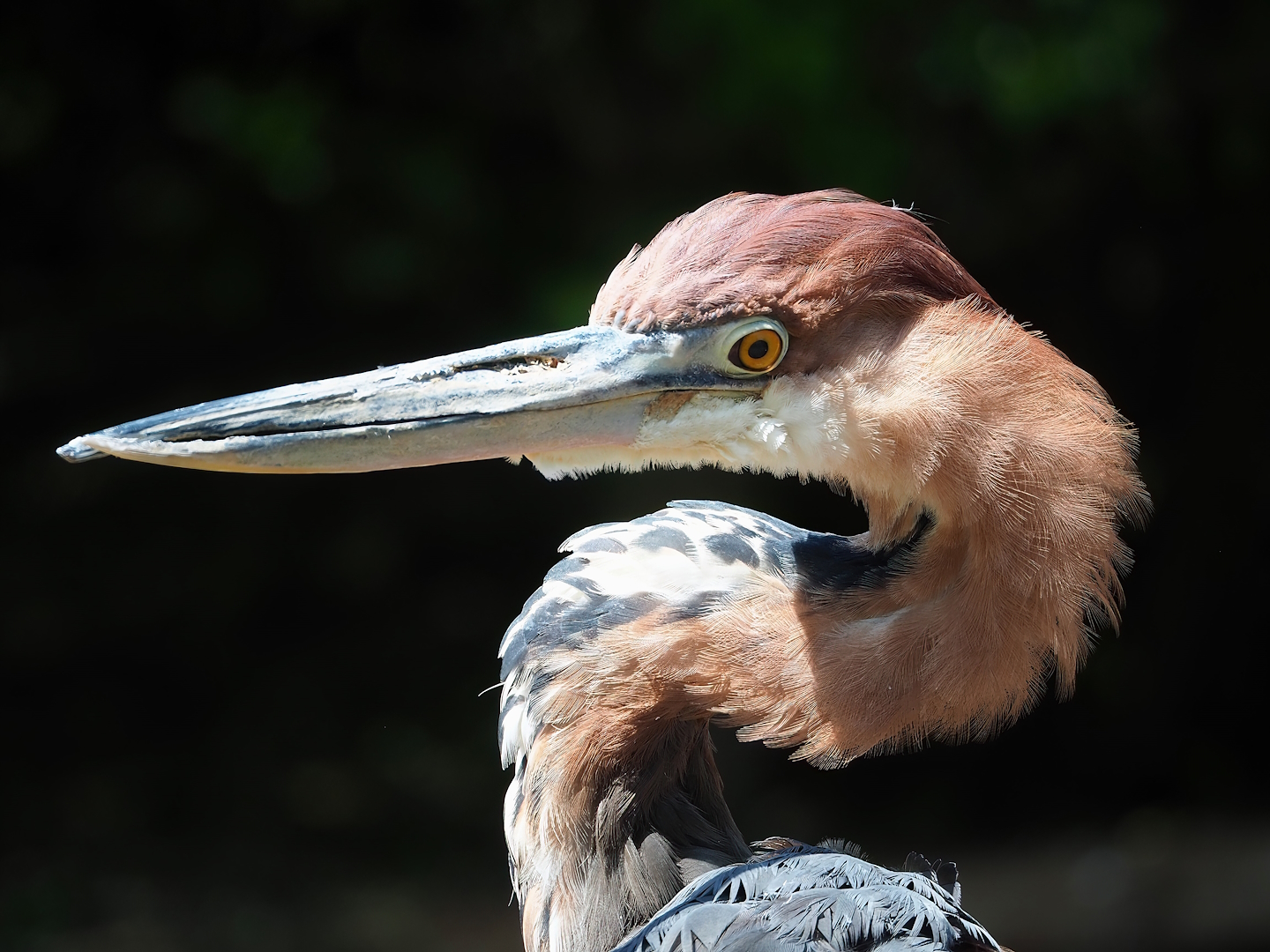 Goliath heron (Ardea goliath), 2023-04-30