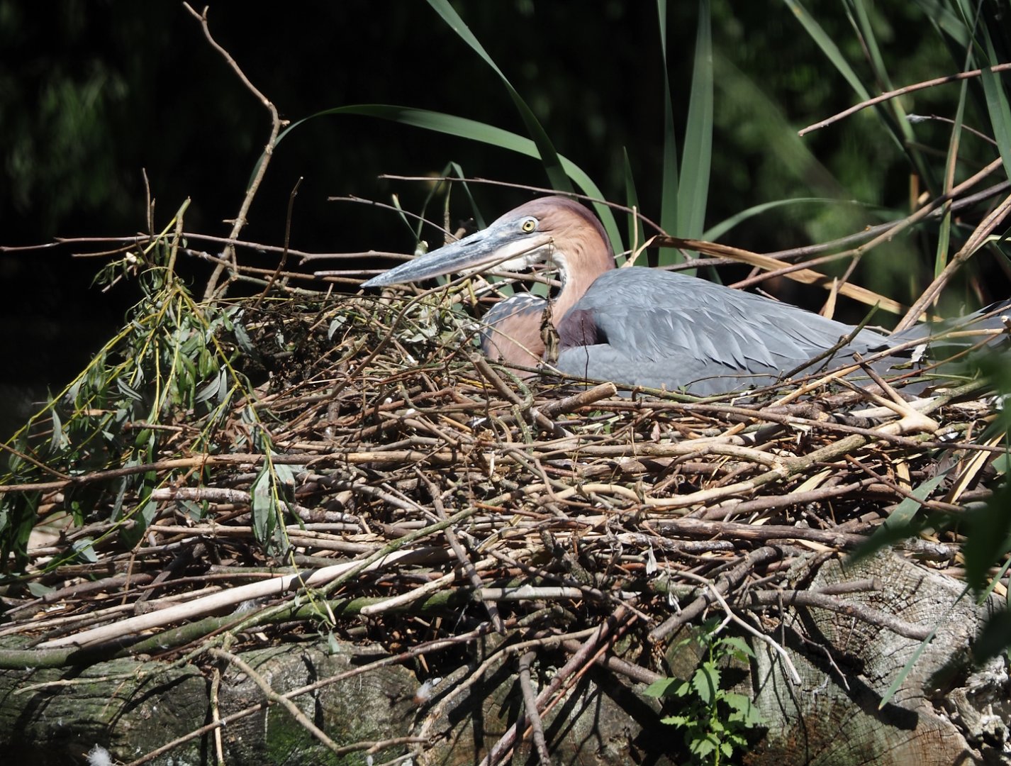 Goliath heron (Ardea goliath) on nest, 2025-08-24