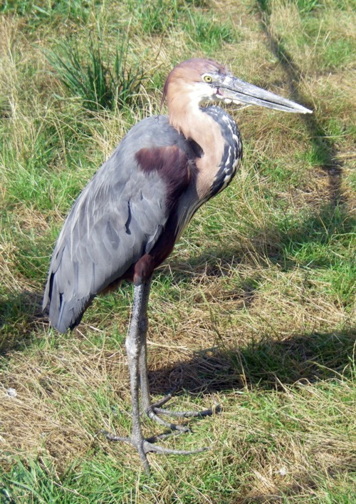 Goliath Heron (Ardea goliath)
