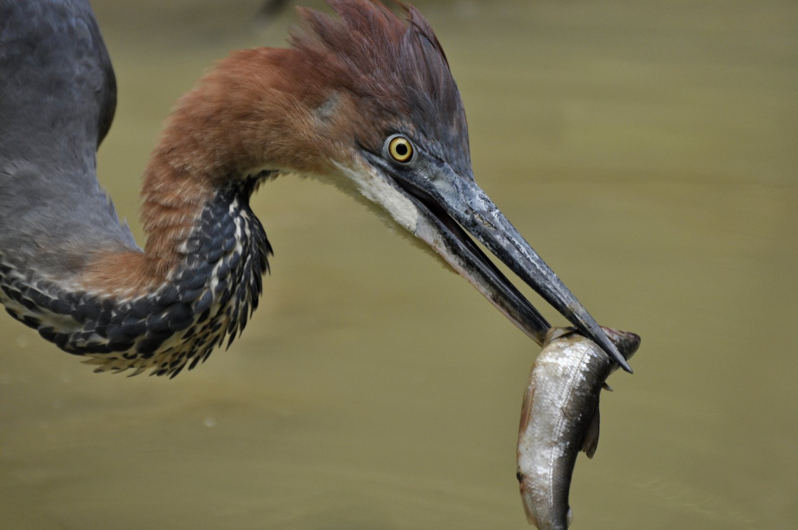 Goliath heron (Ardea goliath)