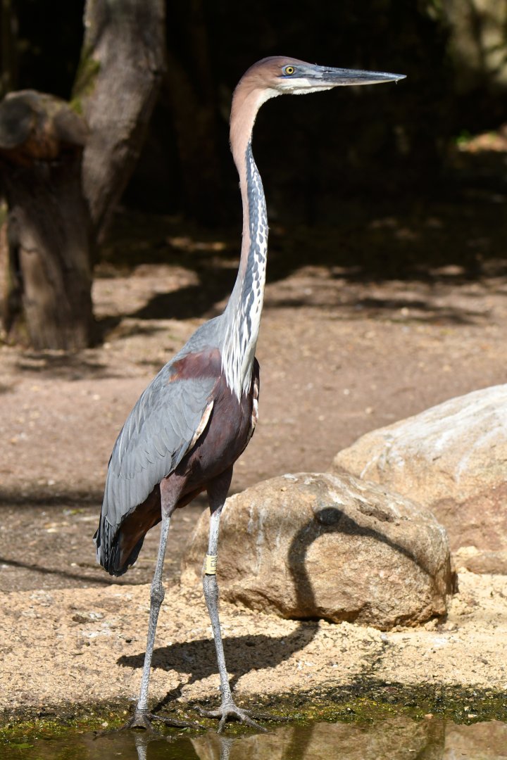 Goliath Heron (Ardea goliath)