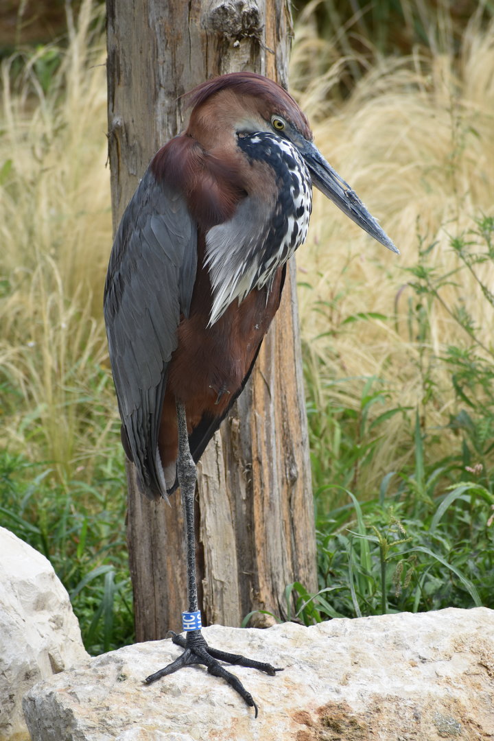 Goliath Heron - Ardea goliath