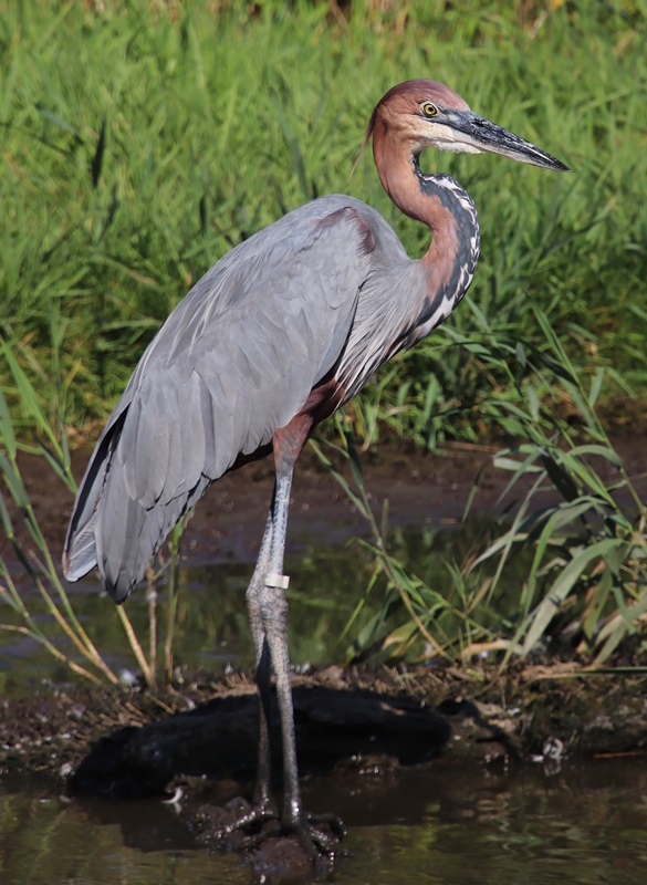 Goliath heron (Ardea goliath)