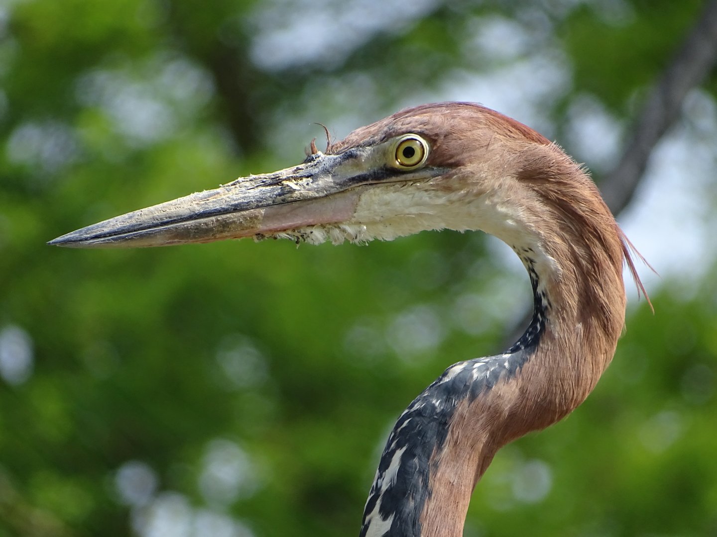 Goliath heron (Ardea goliath)