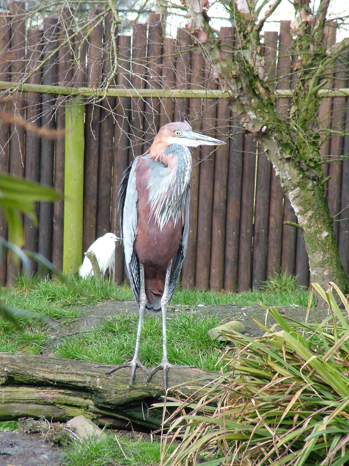 Goliath Heron at Blackbrook 03/04/10