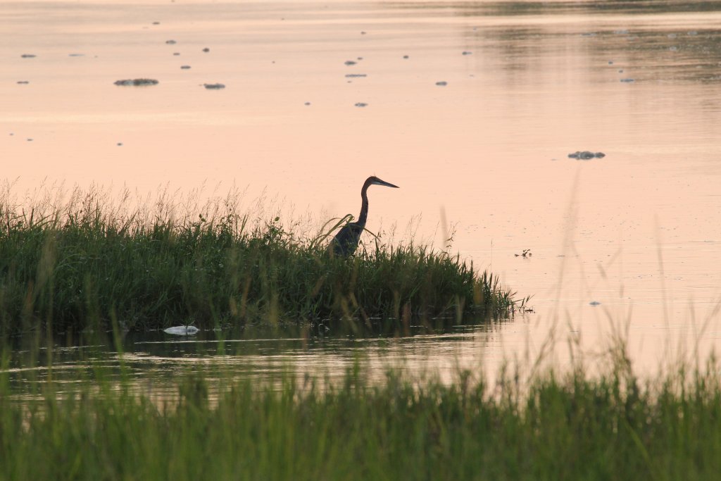 Goliath Heron at dawn