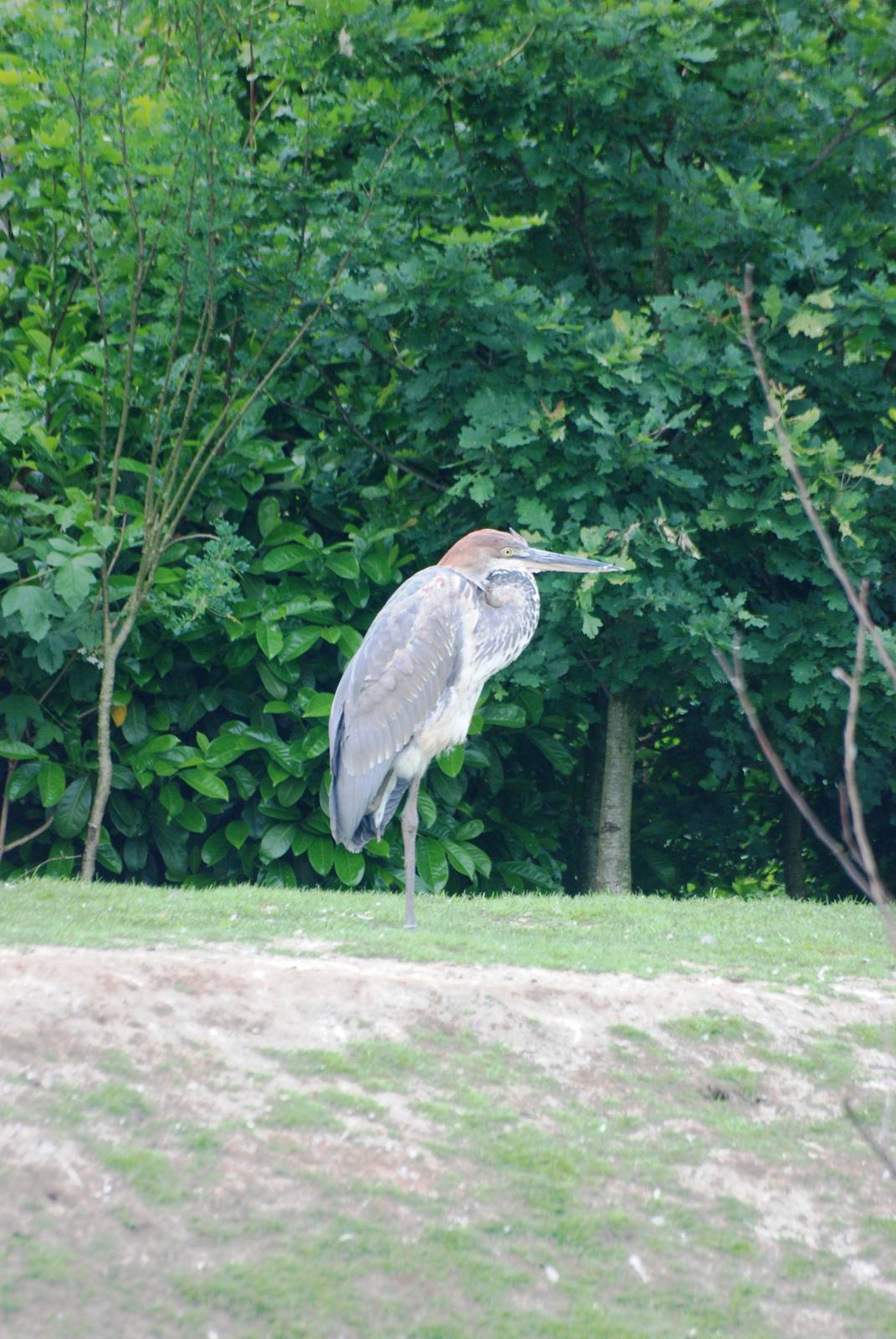 Goliath Heron at Dierenrijk, 31/05/12