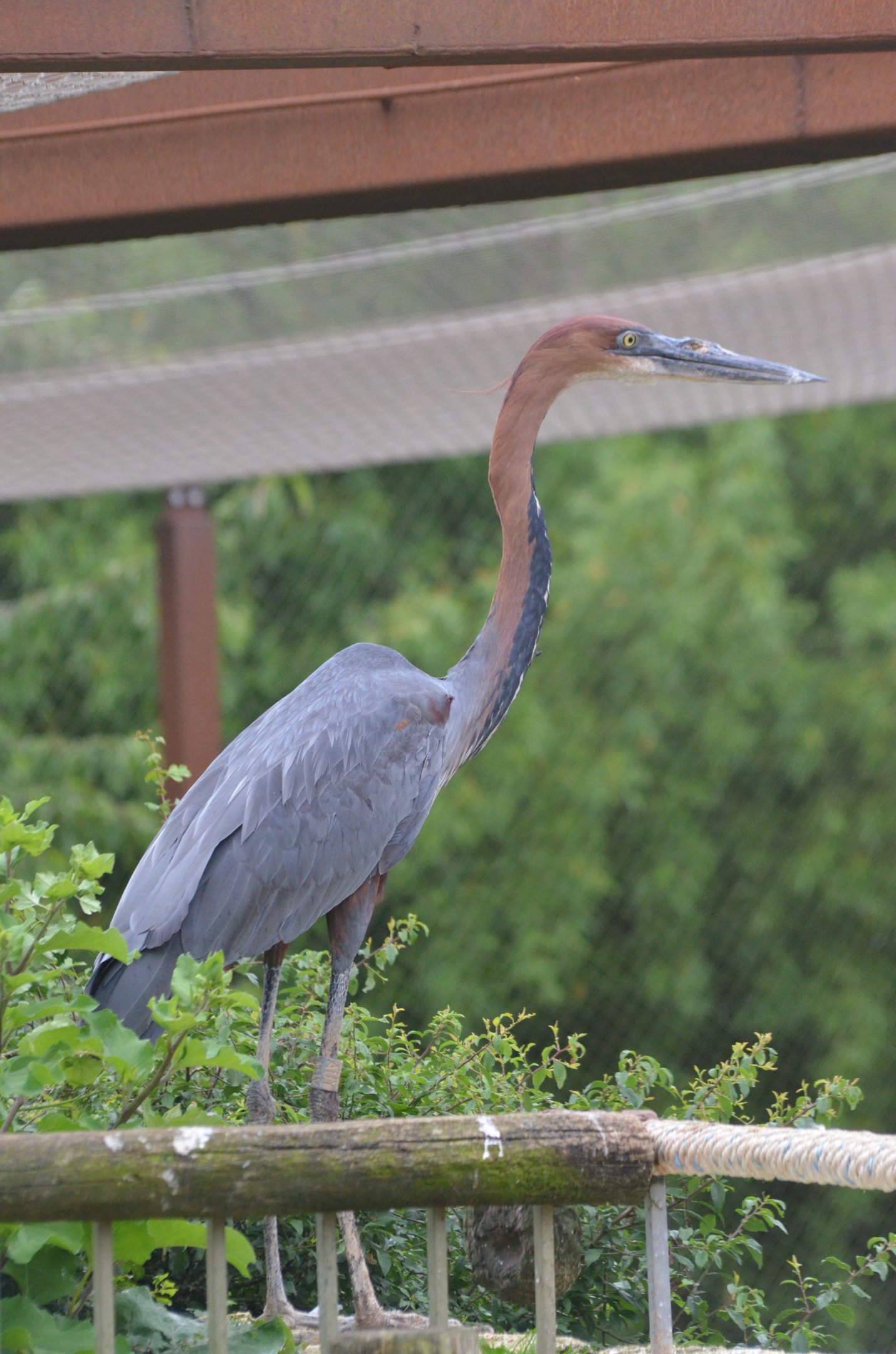 Goliath Heron at Doué-la-Fontaine, 15/06/18