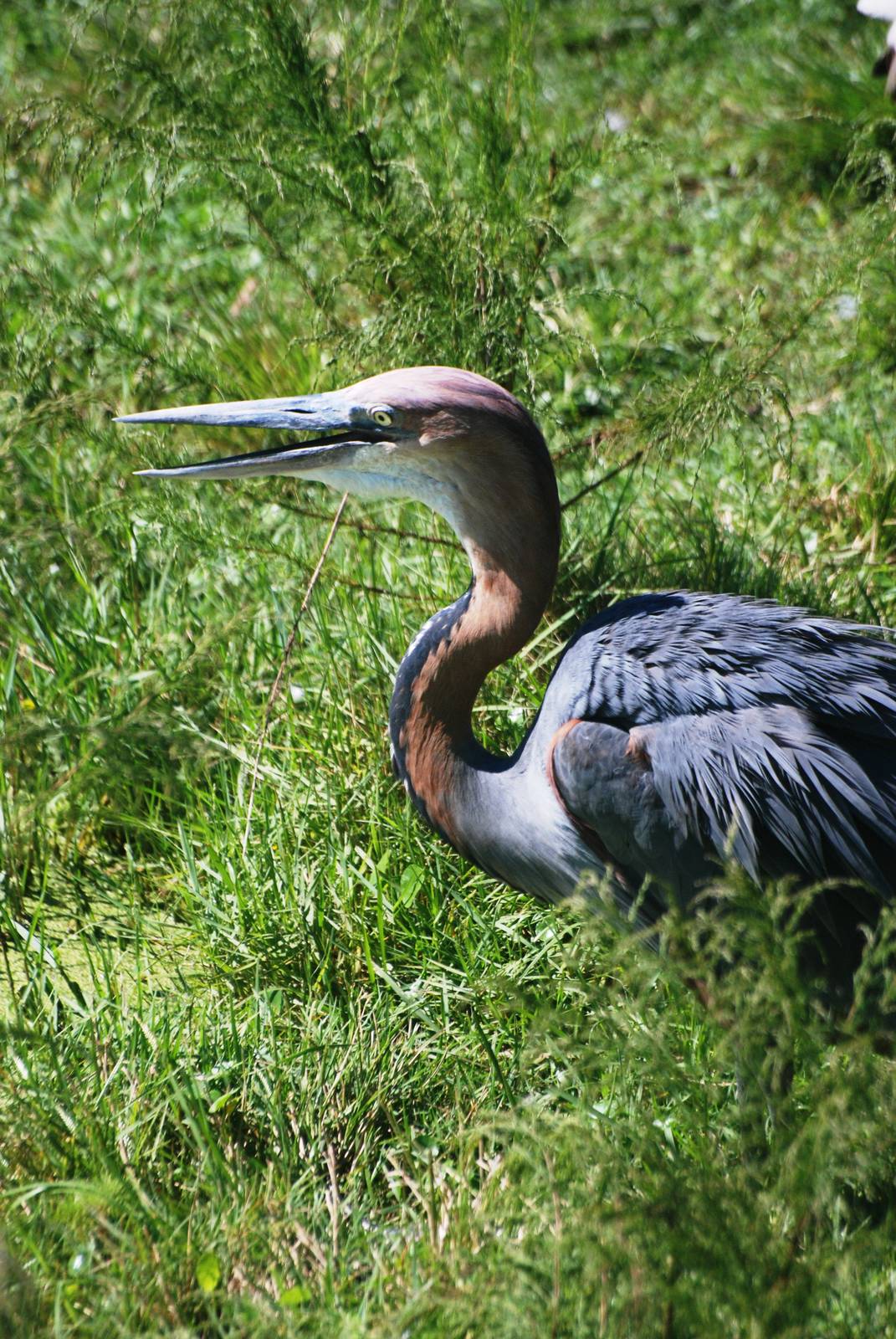 Goliath Heron at Jacksonville, 10/10/13