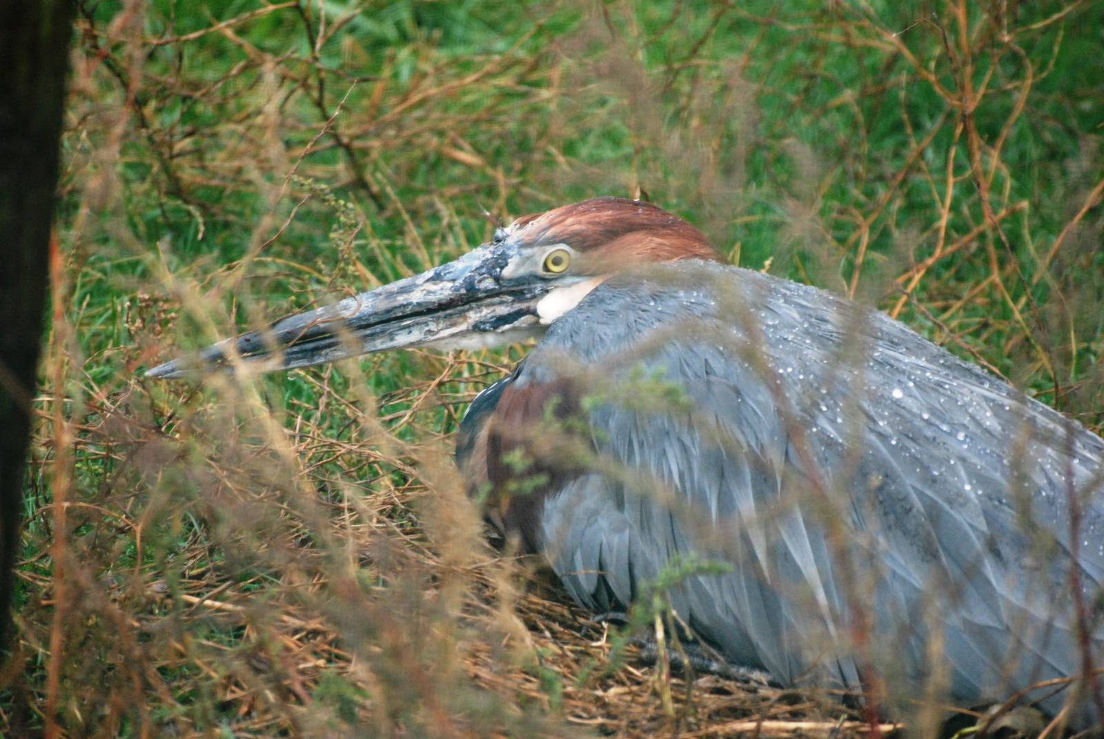 Goliath Heron at Pilsen, 31/08/12