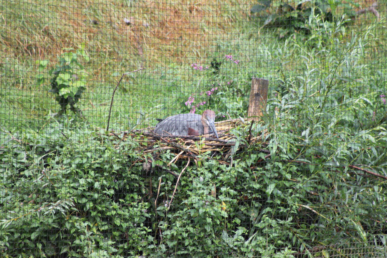 goliath heron at the nest