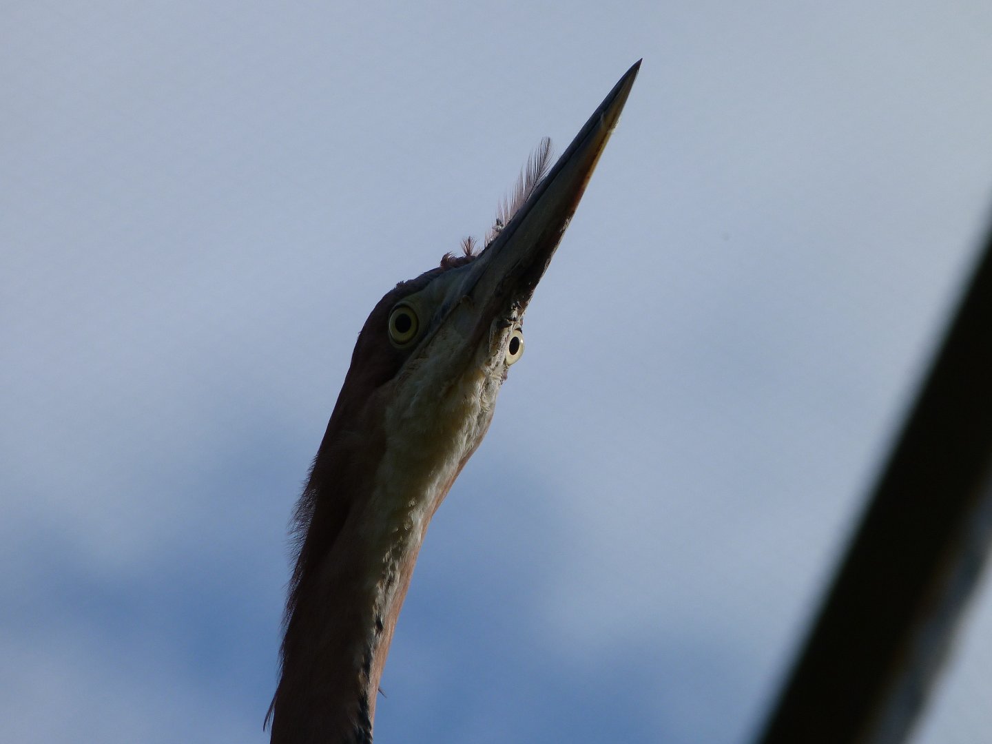 Goliath heron -Bioparc de Doué la Fontaine (2025)