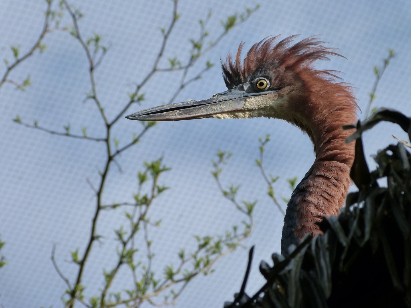 Goliath heron -Bioparc de Doué la Fontaine (2025)