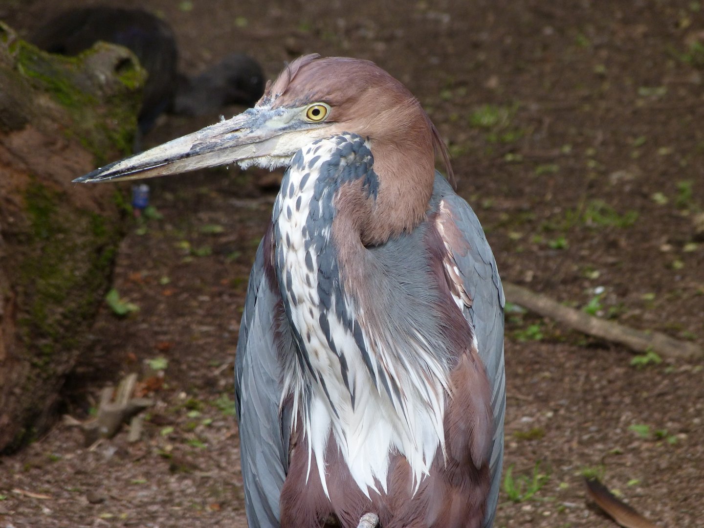 Goliath heron -Bioparc de Doué la Fontaine (2025)