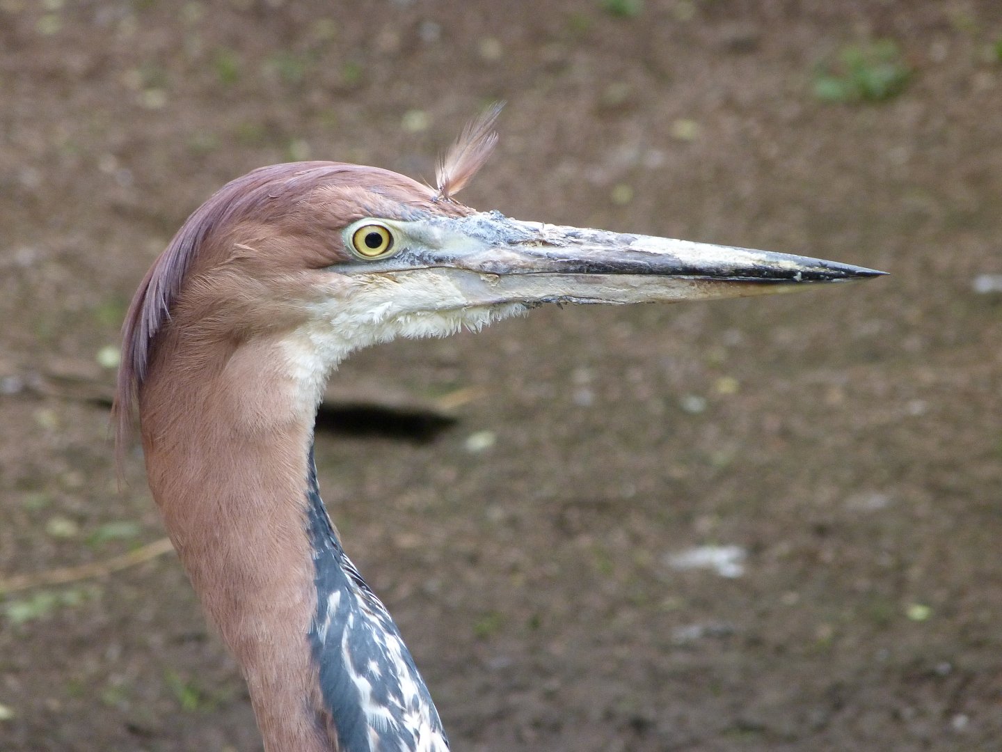 Goliath heron -Bioparc de Doué la Fontaine (2025)