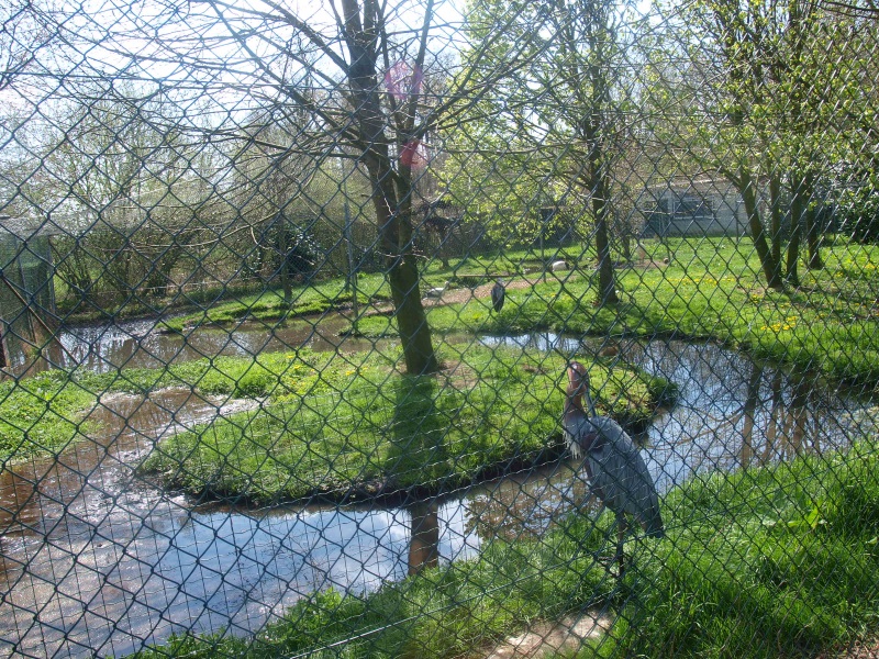 Goliath heron enclosure (April 19th, 2015)
