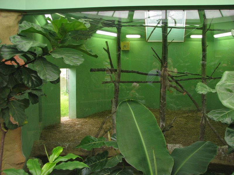 Goliath heron inside box