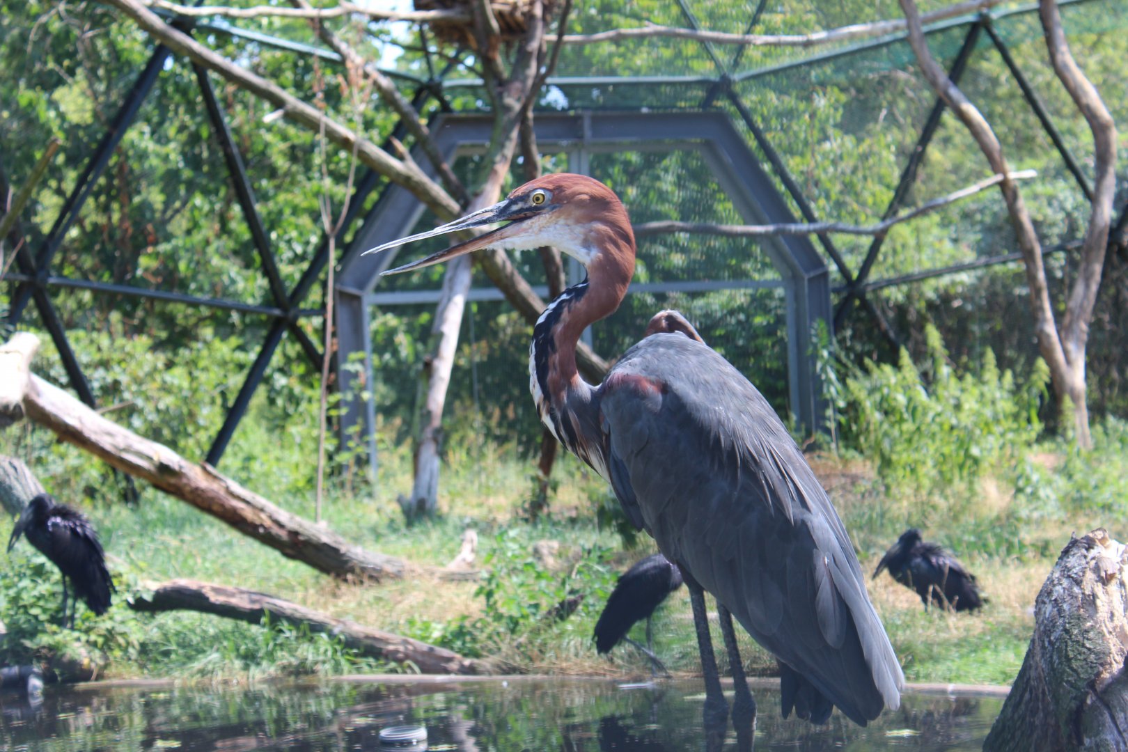 Goliath Heron - July 2019