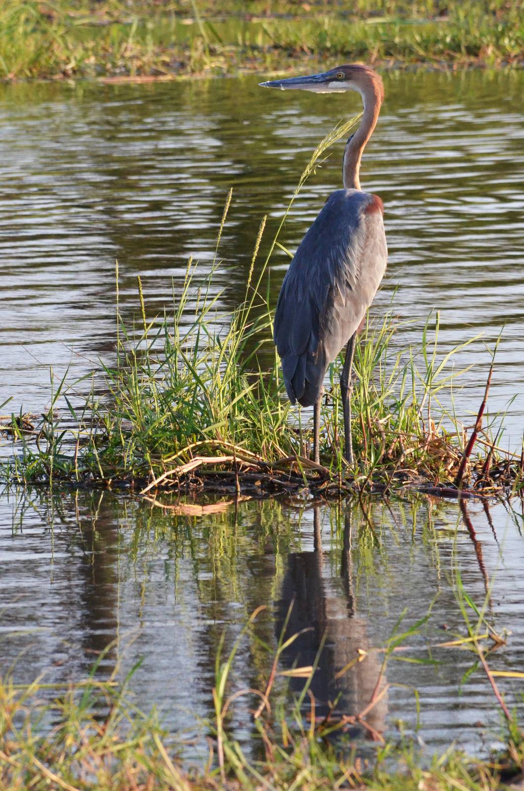 Goliath Heron, Khwai Community Area, Botswana, 24/04/16