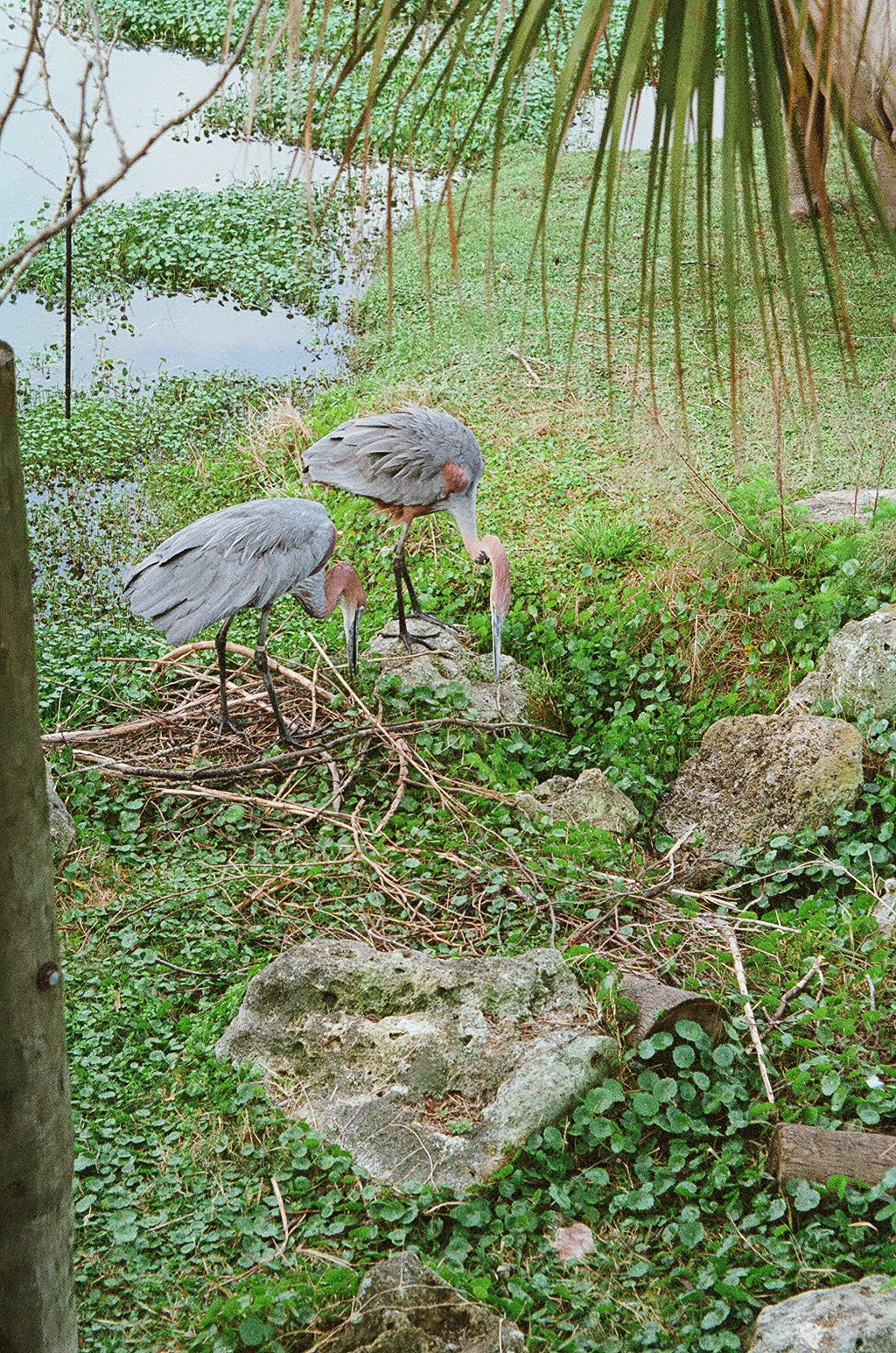 Goliath Heron Pair
