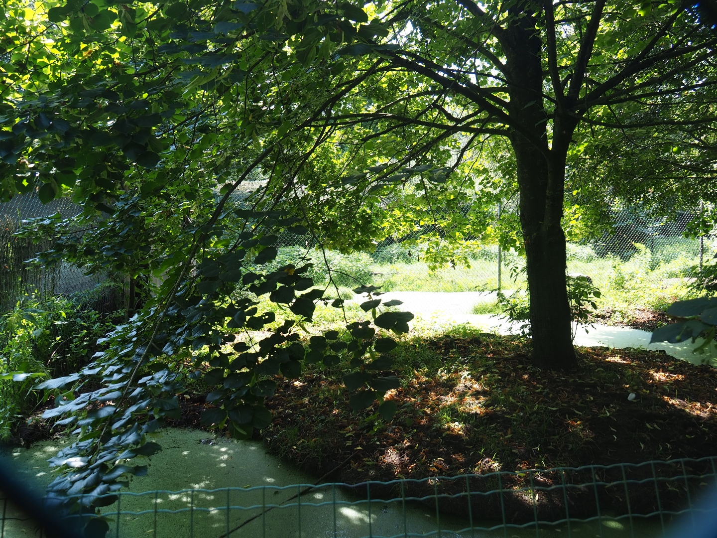 Goliath heron - Red-crowned crane aviary, 2019-08-04