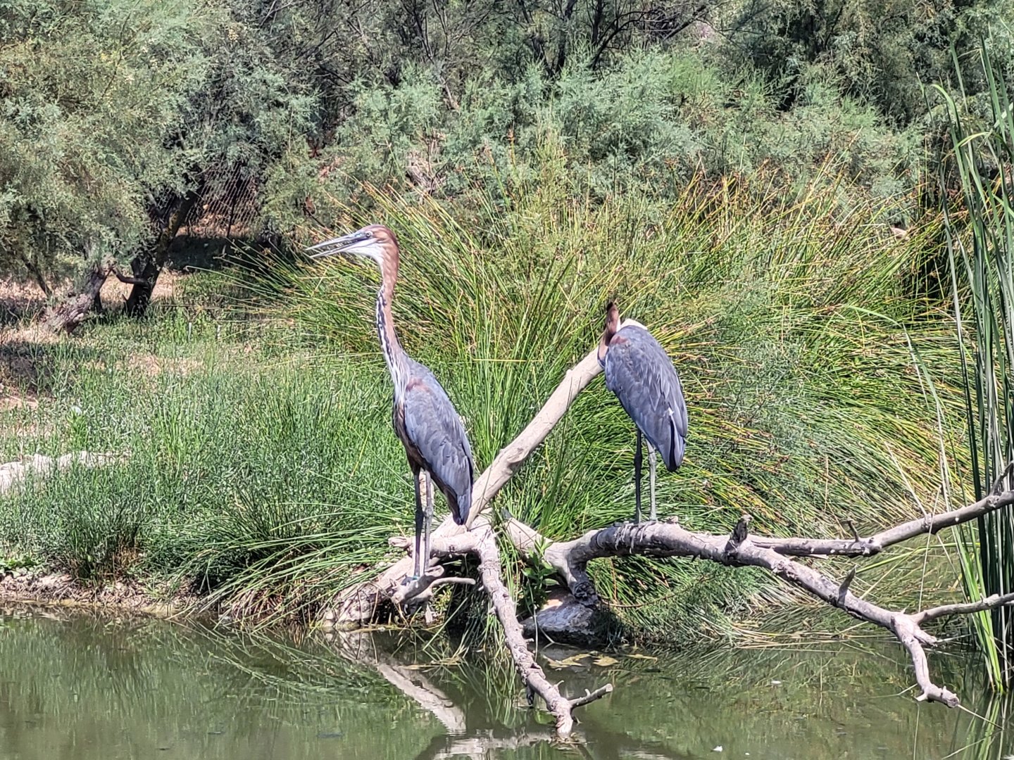 Goliath heron -Réserve Africaine de Sigean (2022)