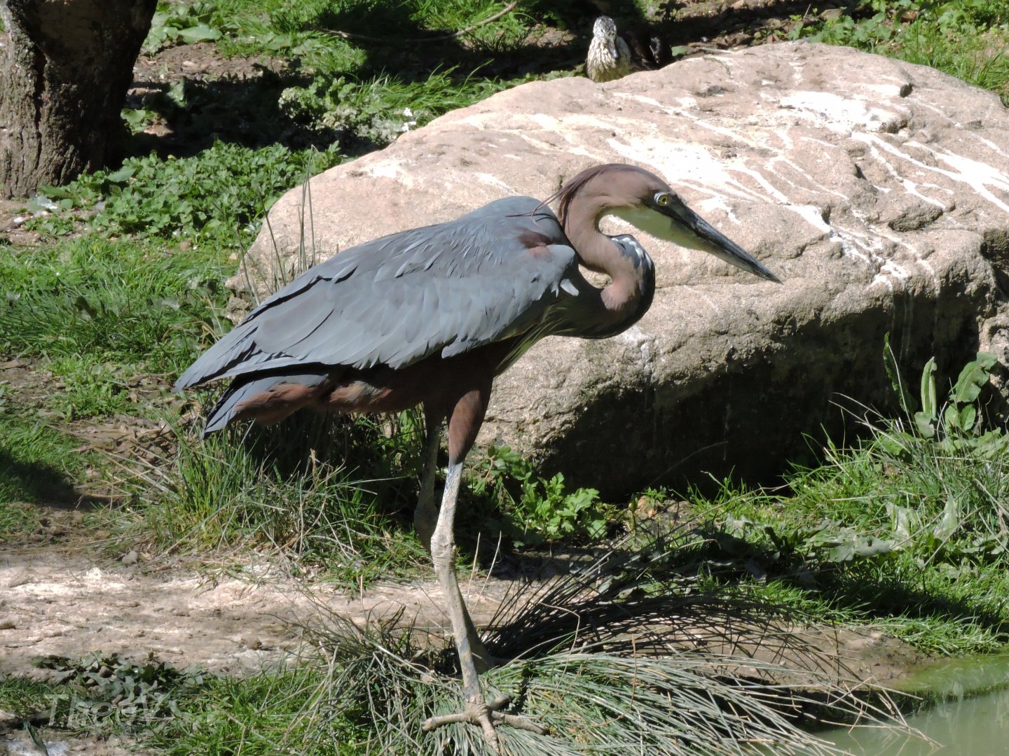 Goliath heron - Sanctuaire des okapis [2015]